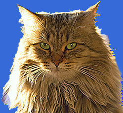 сибирская кошка Руна