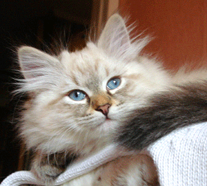 голубоглазый пушистый котенок