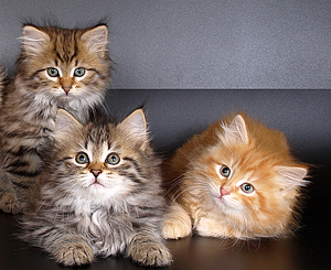 сибирские котята разнообразных окрасов