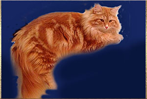 рыжий сибирский кот