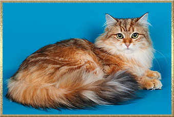 золотая сибирская кошка